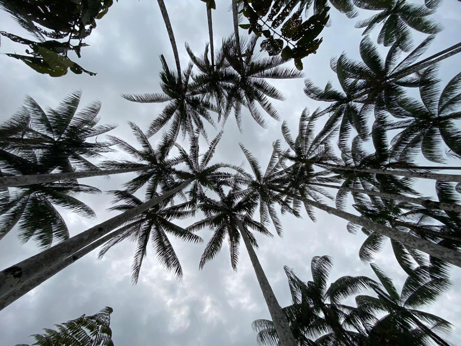 Amazon Acai Lodge Летісія Екстер'єр фото